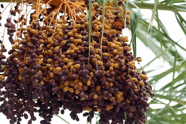 تصویر 2 از فروش شیره خرما زاهدی + قیمت خرید به صرفه